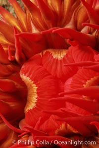 Anemone mouth detail, Urticina lofotensis, Santa Cruz Island