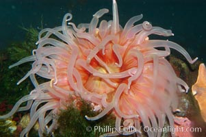 Beaded anemone., Urticina lofotensis, natural history stock photograph, photo id 09246