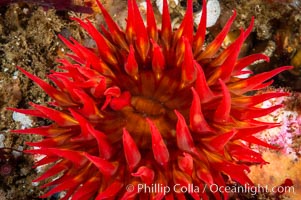 White-spotted rose anemone, Urticina lofotensis, Santa Barbara Island