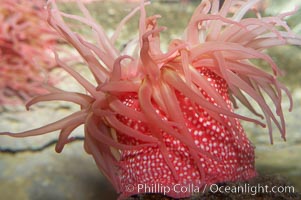 Beaded anemone, Urticina lofotensis