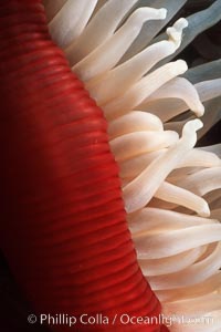 Anemone detail, Urticina lofotensis, Santa Cruz Island