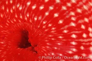 Anemone detail. Santa Cruz Island, California, USA, Urticina lofotensis, natural history stock photograph, photo id 05321