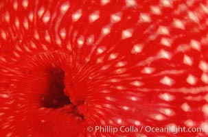 Anemone detail, Urticina lofotensis, Santa Cruz Island