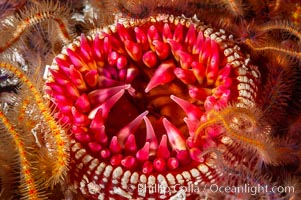 White-spotted rose anemone, Urticina lofotensis, Santa Barbara Island