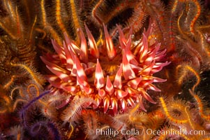 White-spotted rose anemone, Urticina lofotensis, Santa Barbara Island