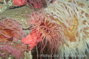 Beaded anemone, Urticina lofotensis