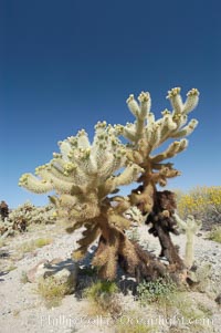 Teddy-Bear cholla is covered with dense spines. Pieces of this species easily detach and painfully attach to the skin of distracted passers-by, Opuntia bigelovii, Joshua Tree National Park, California