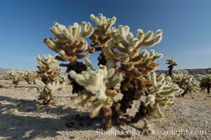 A small forest of Teddy-Bear chollas is found in Joshua Tree National Park. Although this plant carries a lighthearted name, its armorment is most serious, Opuntia bigelovii