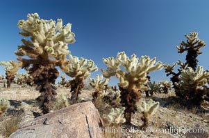 A small forest of Teddy-Bear chollas is found in Joshua Tree National Park. Although this plant carries a lighthearted name, its armorment is most serious, Opuntia bigelovii