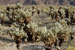 A small forest of Teddy-Bear chollas is found in Joshua Tree National Park. Although this plant carries a lighthearted name, its armorment is most serious, Opuntia bigelovii