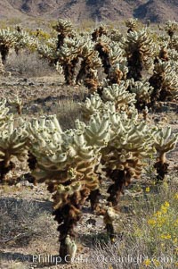 A small forest of Teddy-Bear chollas is found in Joshua Tree National Park. Although this plant carries a lighthearted name, its armorment is most serious. California, USA, Opuntia bigelovii, natural history stock photograph, photo id 09129