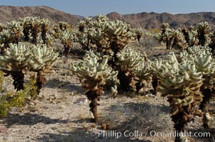 A small forest of Teddy-Bear chollas is found in Joshua Tree National Park. Although this plant carries a lighthearted name, its armorment is most serious, Opuntia bigelovii