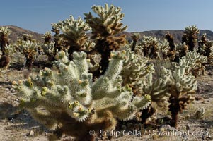 A small forest of Teddy-Bear chollas is found in Joshua Tree National Park. Although this plant carries a lighthearted name, its armorment is most serious, Opuntia bigelovii