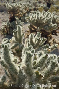 The Teddy-Bear chollas dense array of spines is clearly apparent, Opuntia bigelovii, Joshua Tree National Park, California