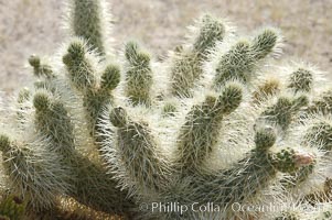 The Teddy-Bear chollas dense array of spines is clearly apparent, Opuntia bigelovii, Joshua Tree National Park, California