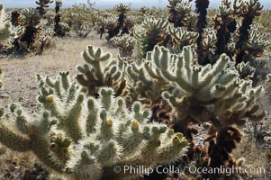 The Teddy-Bear chollas dense array of spines is clearly apparent. Joshua Tree National Park, California, USA, Opuntia bigelovii, natural history stock photograph, photo id 09136