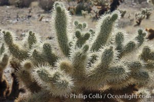 The Teddy-Bear chollas dense array of spines is clearly apparent. Joshua Tree National Park, California, USA, Opuntia bigelovii, natural history stock photograph, photo id 09137