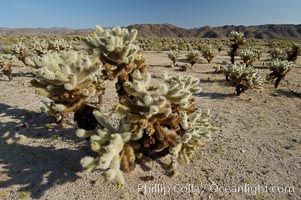 A small forest of Teddy-Bear chollas is found in Joshua Tree National Park. Although this plant carries a lighthearted name, its armorment is most serious, Opuntia bigelovii