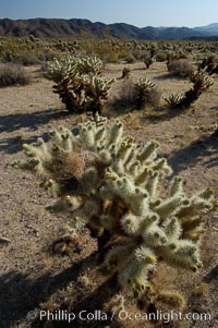 Image 09139, A small forest of Teddy-Bear chollas is found in Joshua Tree National Park. Although this plant carries a lighthearted name, its armorment is most serious. California, USA, Opuntia bigelovii, Phillip Colla, all rights reserved worldwide. Keywords: california, desert, environment, joshua tree, joshua tree national park, jumping cholla, landscape, national park, national parks, nature, opuntia bigelovii, outdoors, outside, scene, scenic, teddy-bear cholla, teddybear cholla, usa.