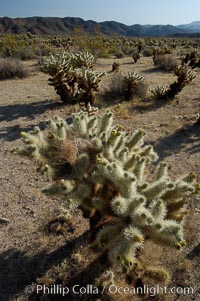 A small forest of Teddy-Bear chollas is found in Joshua Tree National Park. Although this plant carries a lighthearted name, its armorment is most serious, Opuntia bigelovii