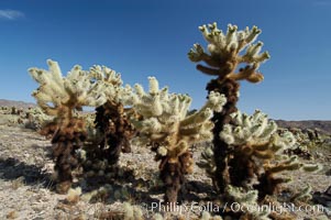 A small forest of Teddy-Bear chollas is found in Joshua Tree National Park. Although this plant carries a lighthearted name, its armorment is most serious, Opuntia bigelovii