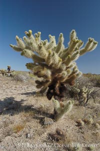 A small forest of Teddy-Bear chollas is found in Joshua Tree National Park. Although this plant carries a lighthearted name, its armorment is most serious, Opuntia bigelovii