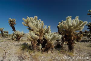 A small forest of Teddy-Bear chollas is found in Joshua Tree National Park. Although this plant carries a lighthearted name, its armorment is most serious, Opuntia bigelovii