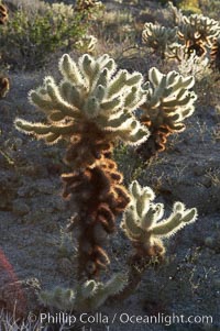Teddy bear cholla cactus, Opuntia bigelovii, Anza-Borrego Desert State Park, Borrego Springs, California