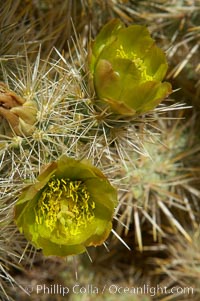 Teddy-Bear cholla blooms in spring. This species is covered with dense spines and pieces easily detach and painfully attach to the skin of distracted passers-by, Opuntia bigelovii, Joshua Tree National Park, California