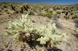 Teddy-Bear cholla cactus. This species is covered with dense spines and pieces easily detach and painfully attach to the skin of distracted passers-by, Opuntia bigelovii, Joshua Tree National Park, California