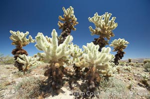 Teddy-Bear cholla cactus. This species is covered with dense spines and pieces easily detach and painfully attach to the skin of distracted passers-by, Opuntia bigelovii, Joshua Tree National Park, California