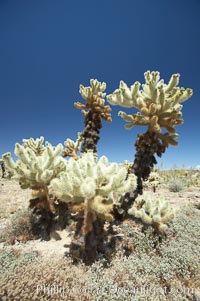 Teddy-Bear cholla cactus. This species is covered with dense spines and pieces easily detach and painfully attach to the skin of distracted passers-by, Opuntia bigelovii, Joshua Tree National Park, California