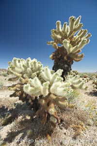 Teddy-Bear cholla cactus. This species is covered with dense spines and pieces easily detach and painfully attach to the skin of distracted passers-by, Opuntia bigelovii, Joshua Tree National Park, California