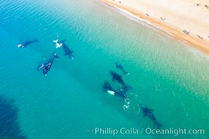 Ten southern right whales very close to shore, including four calves and a rare white calf, people watching from the beach, Playa El Doradillo, aerial photo, Patagonia, Argentina
