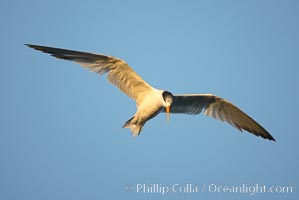 Unidentified tern, San Diego Bay National Wildlife Refuge