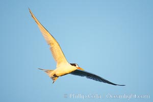 Unidentified tern, San Diego Bay National Wildlife Refuge