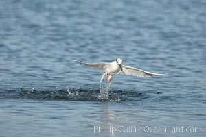 Unidentified tern, San Diego Bay National Wildlife Refuge