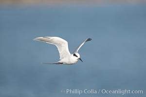 Unidentified tern, San Diego Bay National Wildlife Refuge