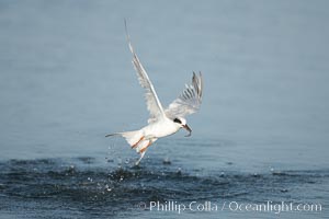 Unidentified tern, San Diego Bay National Wildlife Refuge