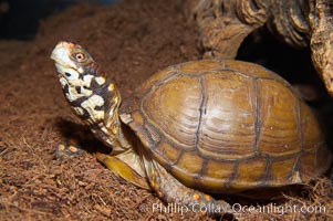 Box turtle.  Box turtles are famous for their hinged shells, which allow them to retract almost completely into their bony armor, Terrapene