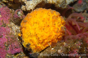 Orange puffball sponge, Tethya aurantia