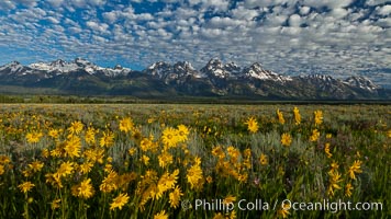 Teton Range and Antelope Flat wildflowers, sunrise, clouds.