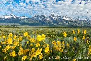 Teton Range and Antelope Flat wildflowers, sunrise, clouds, Grand Teton National Park, Wyoming