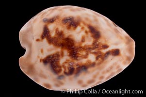 Teulere's Cowrie, Cypraea teulerei