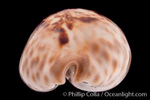 Teulere's Cowrie, Cypraea teulerei