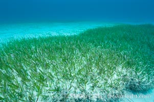 Turtle grass is the most common seagrass in the Caribbean, typically growing on sandy and coral rubble bottoms to a depth of 30 feet, Thalassia testudinum, Great Isaac Island