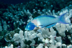 Saddle wrasse, Thalassoma duperrey, Maui