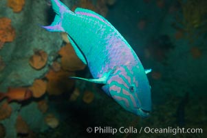 Island wrasse, Thalassoma grammaticum