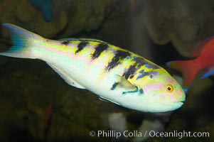 Sixbar wrasse, Thalassoma hardwicke