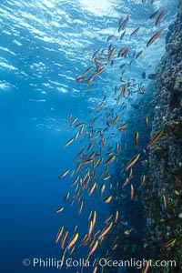 Rainbow wrasse, schooling over reef, Thalassoma lucasanum